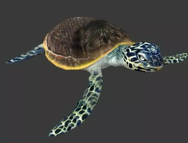 Sea Turtle Swimming 3d model