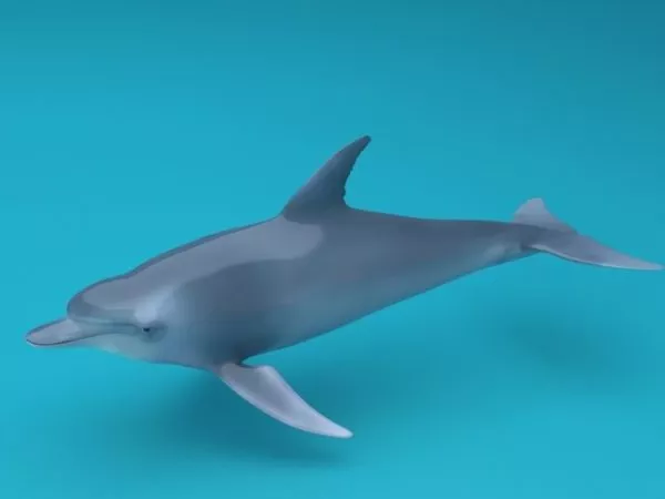 Dolphin Rigged 3d model Dolphin Rigged 3d model