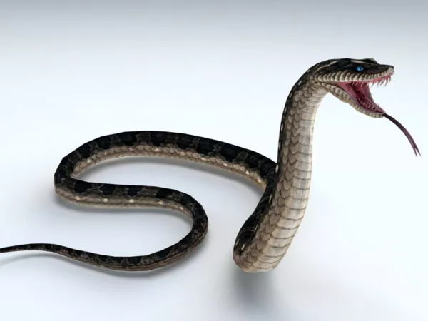 Brown Snake Crawling 3d model