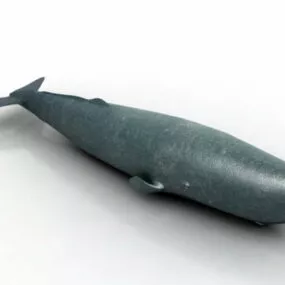 Sperm Whale 3d model