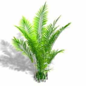 Areca Palm Plant 3d model