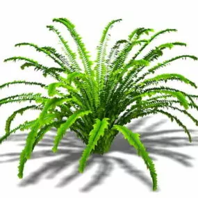 Tuber Ladder Fern 3d model