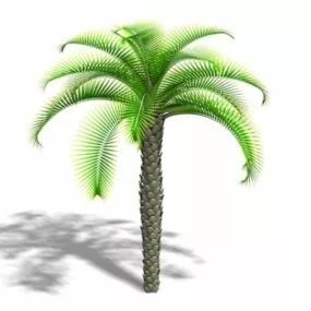 Queen Sago Palm 3d model