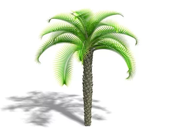 Queen Sago Palm 3d model Queen Sago Palm 3d model