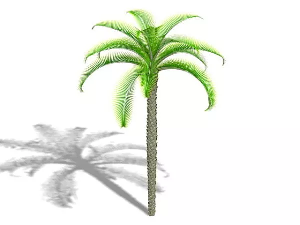 King Sago Palm 3d model King Sago Palm 3d model