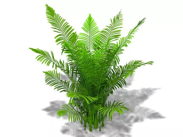 Areca Palm Plant 3d model Areca Palm Plant 3d model