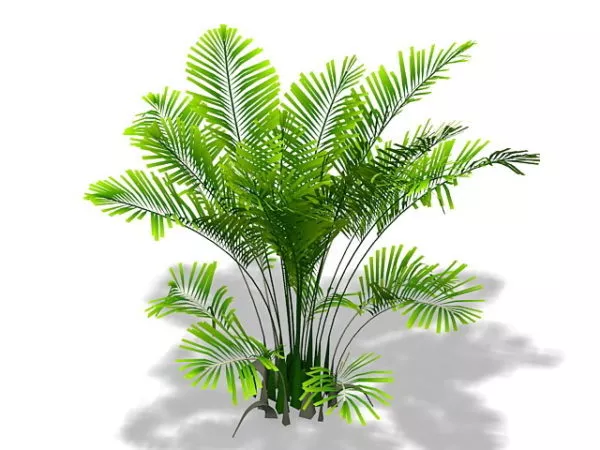 Tropical Palms In Pots 3d model