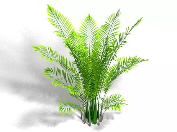Areca Palm Houseplant 3d model Areca Palm Houseplant 3d model