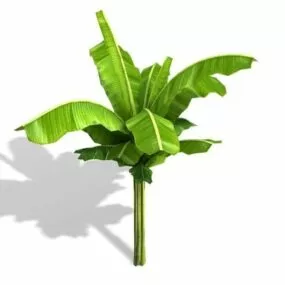 Banana Tree Plant 3d model