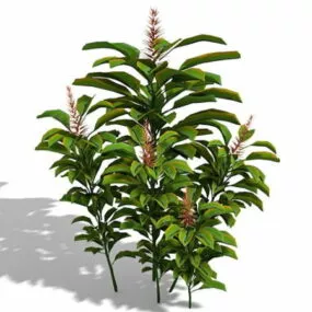 Butterfly Ginger 3d model