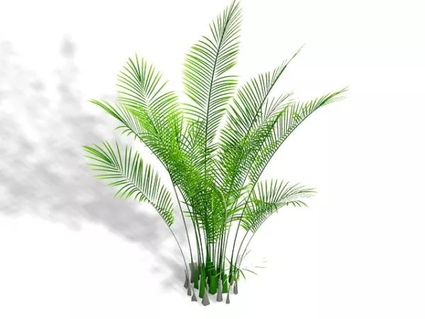 Realistic Fern Plant 3d model