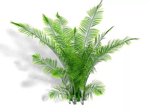 Ostrich Fern Plant 3d model Ostrich Fern Plant 3d model