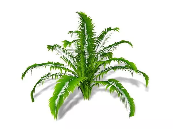 Realistic Fern Plant 3d model