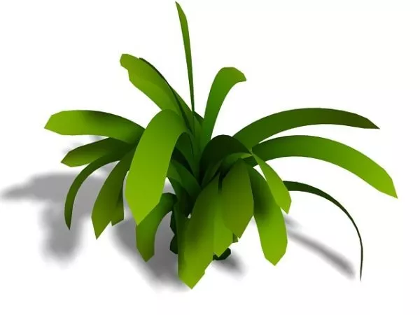 Kaffir Lily Houseplant 3d model Kaffir Lily Houseplant 3d model