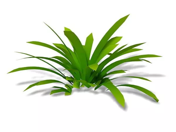 Cymbidium Orchid Plant 3d model Cymbidium Orchid Plant 3d model