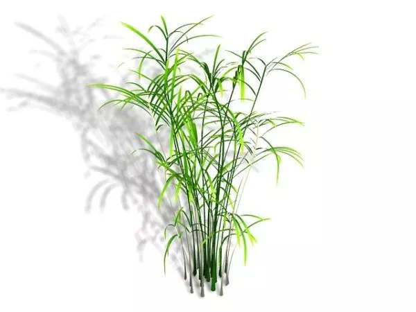 Coconut Palm Tree Forest 3d model