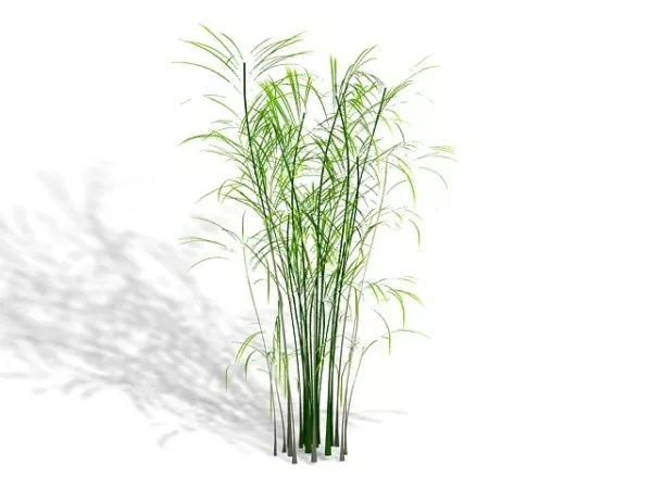 Butterfly Palm House Plant 3d model Butterfly Palm House Plant 3d model