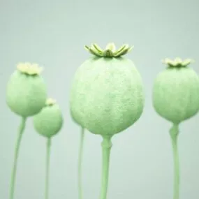 Opium Poppy Seed Head 3d model