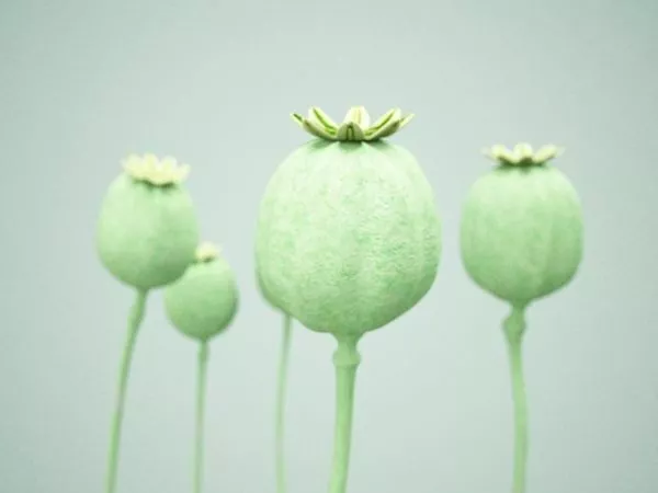 Opium Poppy Seed Head 3d model Opium Poppy Seed Head 3d model