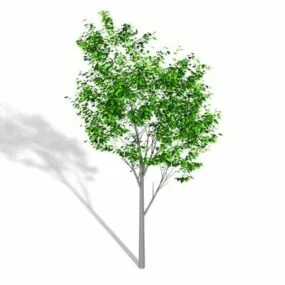 Ficus Benjamina Weeping Fig 3d model
