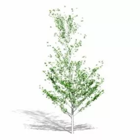 Weeping Fig Tree 3d model