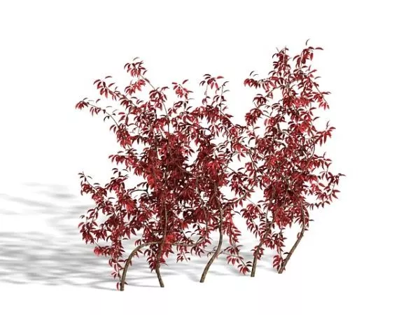Small Bush With Grass 3d model