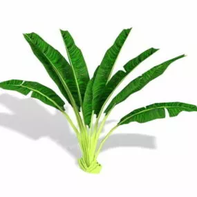 Plant Of Banana 3d model
