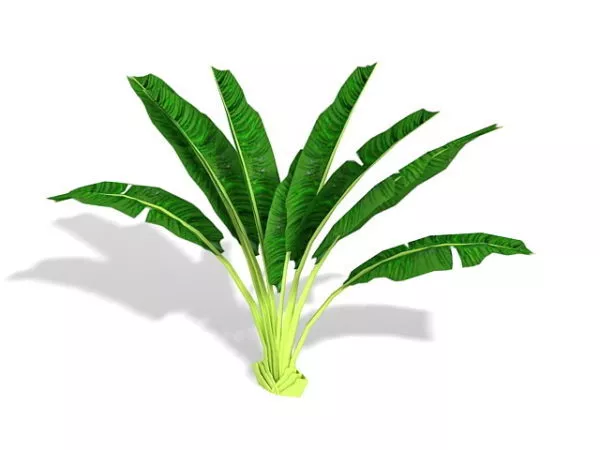 Yellow Banana On Plate 3d model