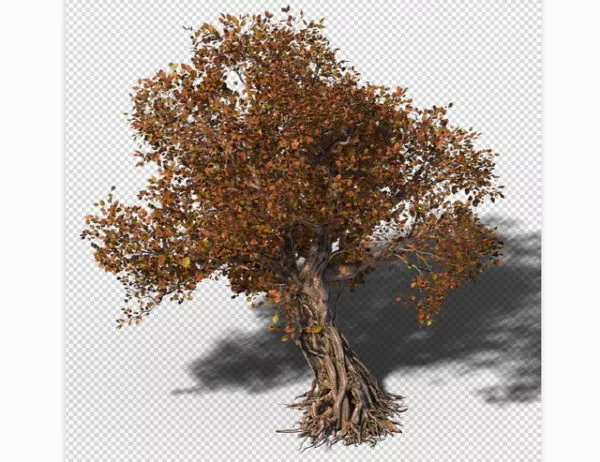 Autumn Tree 3d model Autumn Tree 3d model