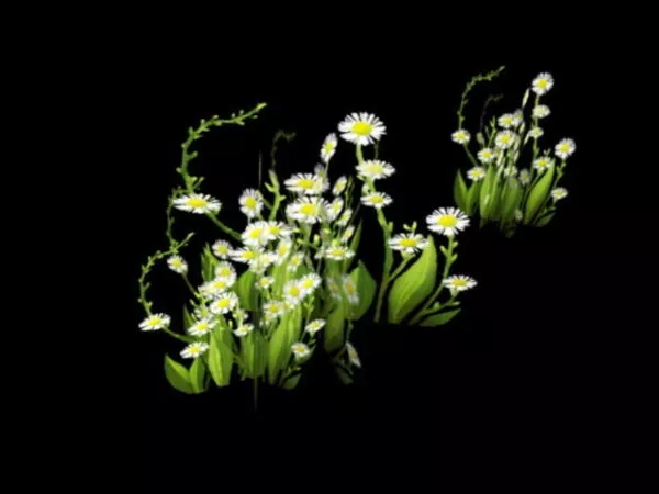 Wildflower 3d model Wildflower 3d model