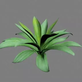 Furcraea Plant 3d model