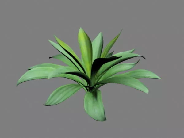 Furcraea Plant 3d model Furcraea Plant 3d model