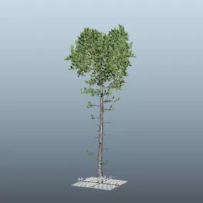 Tall Pine Tree 3d model