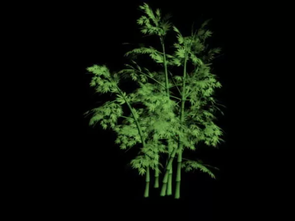 Jungle Forest View 3d model