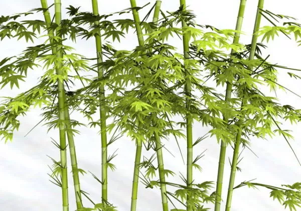 Tropical Bamboo Plants Free 3d Model - .Ma, Mb - Open3dModel