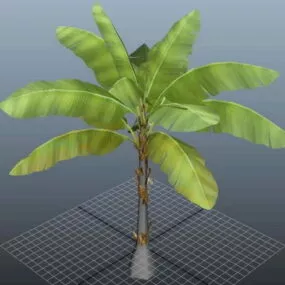 Three Banana Tree 3d model