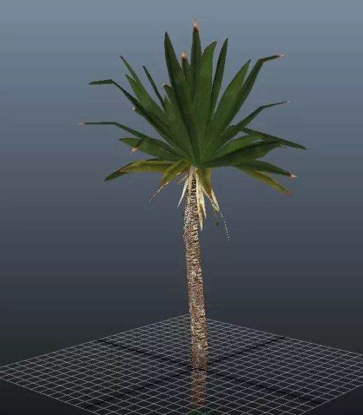 Yucca Tree Plant 3d model Yucca Tree Plant 3d model