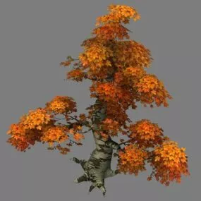 Old Maple Tree 3d model
