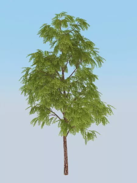 Black Acacia Tree 3d model Black Acacia Tree 3d model