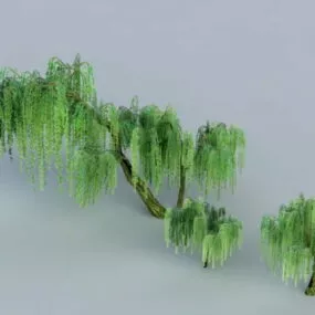 Weeping Willow Trees 3d model