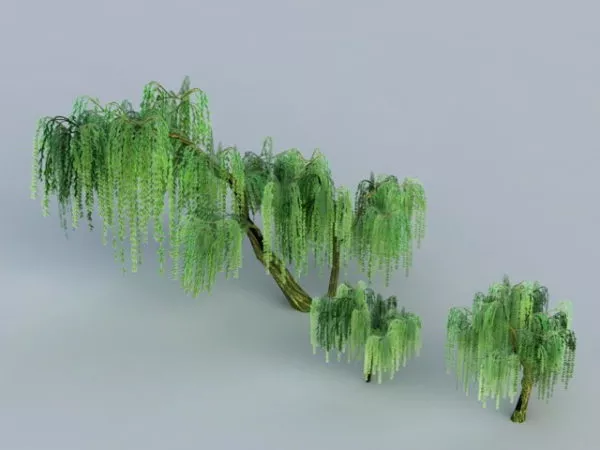 Weeping Willow Trees 3d model Weeping Willow Trees 3d model
