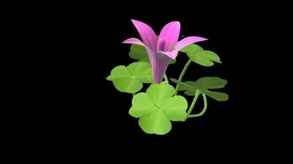 Clover Plant With Flower 3d model Clover Plant With Flower 3d model