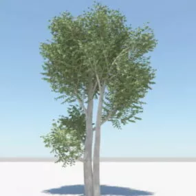 Mango Tree 3d model