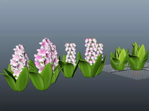 Spring Bulb Hyacinth Flower 3d model Spring Bulb Hyacinth Flower 3d model