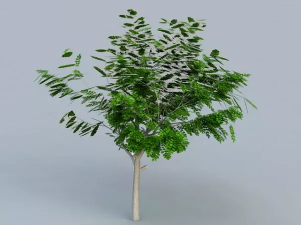 Small Acacia Tree 3d model Small Acacia Tree 3d model