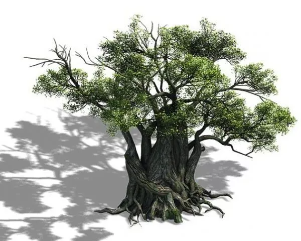 Thousand Year Old Tree 3d model Thousand Year Old Tree 3d model