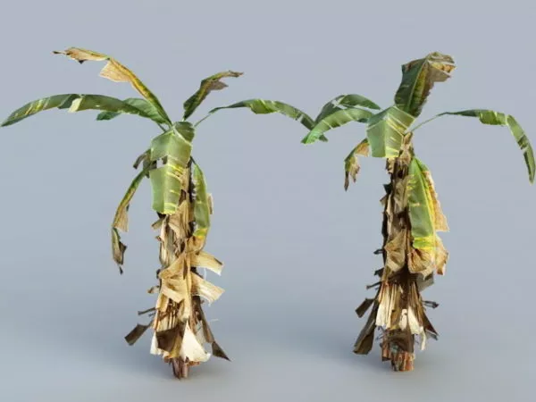 Old Banana Tree 3d model Old Banana Tree 3d model