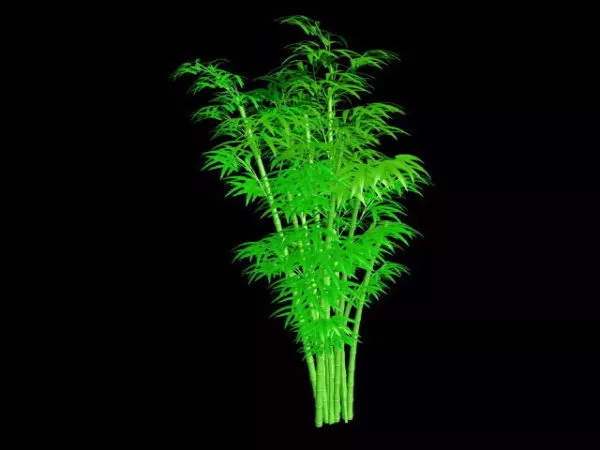 Bamboo Plants 3d model Bamboo Plants 3d model