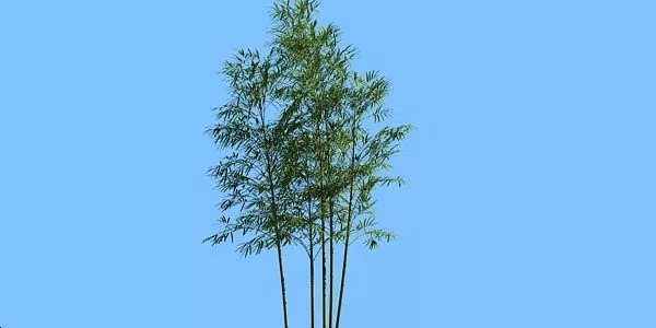 Bamboo Plants 3d model Bamboo Plants 3d model