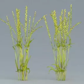 Rice Plant 3d model